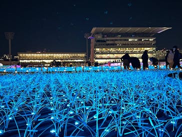 東京メガイルミに投稿された画像（2024/12/8）
