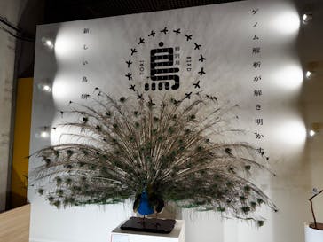 特別展「鳥 ～ゲノム解析が解き明かす新しい鳥類の系統～」国立科学博物館に投稿された画像（2024/11/10）