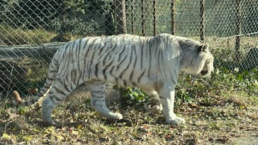 群馬サファリパークに投稿された画像（2024/12/8）