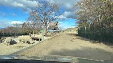 群馬サファリパークに投稿された画像（2024/12/8）