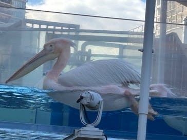 サンシャイン水族館に投稿された画像（2024/12/8）