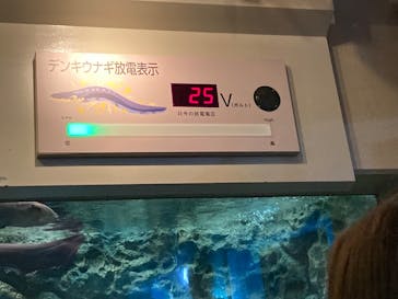 しながわ水族館に投稿された画像（2024/12/8）