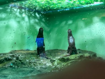 しながわ水族館に投稿された画像（2024/12/8）