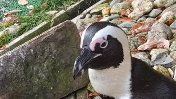 那須どうぶつ王国に投稿された画像（2024/12/9）