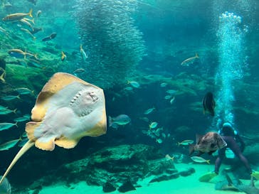九十九島水族館海きららに投稿された画像（2024/12/9）