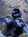 仙台うみの杜水族館に投稿された画像（2024/12/9）