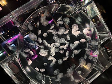 マクセル アクアパーク品川に投稿された画像（2024/12/9）