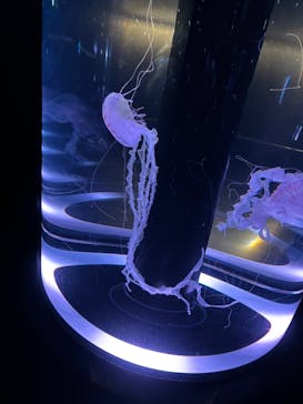 マクセル アクアパーク品川に投稿された画像（2024/12/9）