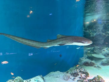 マクセル アクアパーク品川に投稿された画像（2024/12/9）