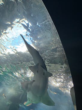 マクセル アクアパーク品川に投稿された画像（2024/12/9）