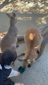 神戸どうぶつ王国に投稿された画像（2024/12/9）