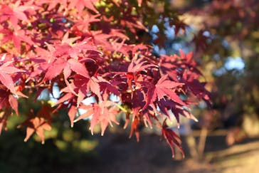 国営昭和記念公園 秋の夜散歩に投稿された画像（2024/12/9）