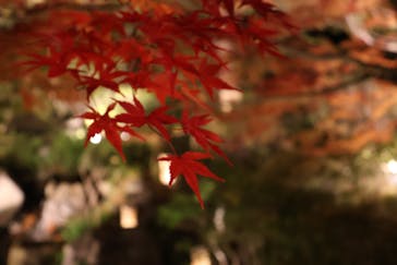 国営昭和記念公園 秋の夜散歩に投稿された画像（2024/12/9）