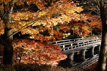 国営昭和記念公園 秋の夜散歩に投稿された画像（2024/12/9）