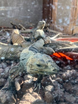 体感型動物園iZooに投稿された画像（2024/12/9）