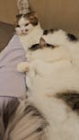 猫カフェモカ　イオンモール東久留米店に投稿された画像（2024/12/9）