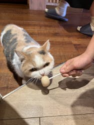 猫カフェモカ　池袋本店に投稿された画像（2024/12/9）
