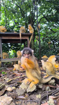 石垣やいま村に投稿された画像（2024/12/9）