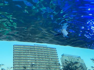 サンシャイン水族館に投稿された画像（2024/12/9）