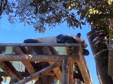 恩賜上野動物園に投稿された画像（2024/12/9）