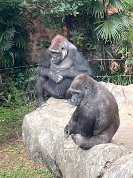 恩賜上野動物園に投稿された画像（2024/12/9）