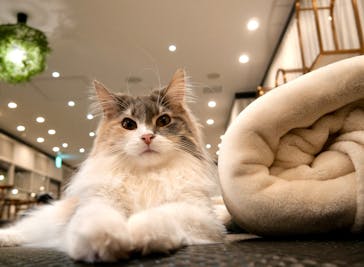 猫カフェモカ　アルシェ大宮店に投稿された画像（2024/12/9）