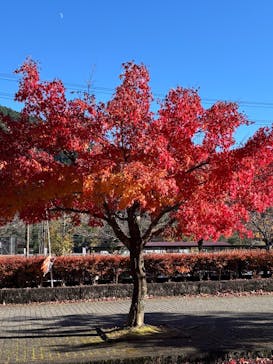 大井川鐵道株式会社に投稿された画像（2024/12/10）