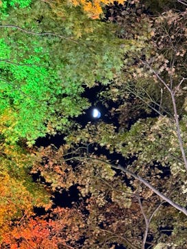 国営昭和記念公園 秋の夜散歩に投稿された画像（2024/12/10）