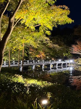 国営昭和記念公園 秋の夜散歩に投稿された画像（2024/12/10）