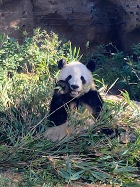恩賜上野動物園に投稿された画像（2024/12/10）