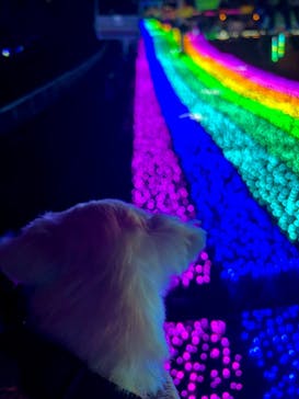 さがみ湖MORI MORIに投稿された画像（2024/12/10）