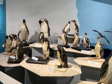 特別展「鳥 ～ゲノム解析が解き明かす新しい鳥類の系統～」国立科学博物館に投稿された画像（2024/12/10）