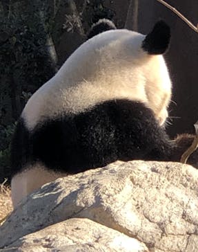 恩賜上野動物園に投稿された画像（2024/12/10）