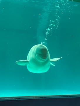 鴨川シーワールドに投稿された画像（2024/12/10）