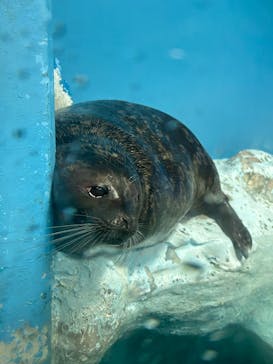 鴨川シーワールドに投稿された画像（2024/12/10）