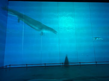 福井県立恐竜博物館に投稿された画像（2024/12/10）