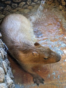 おさるの湯もみ処　おさ湯に投稿された画像（2024/12/10）