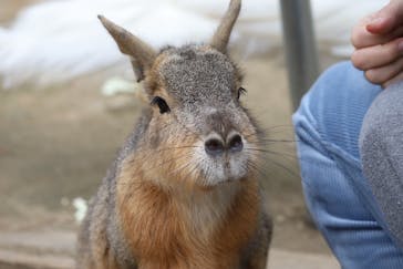 しろとり動物園に投稿された画像（2024/12/10）