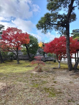 元離宮二条城に投稿された画像（2024/12/10）