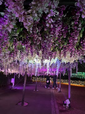 東京メガイルミに投稿された画像（2024/12/10）