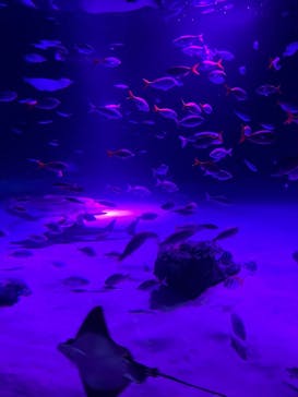 サンシャイン水族館に投稿された画像（2024/12/10）