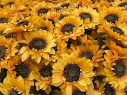 ゴッホ・アライブに投稿された画像（2024/12/10）