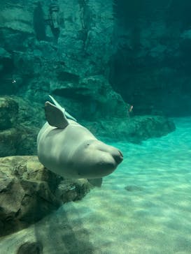 名古屋港水族館に投稿された画像（2024/12/11）