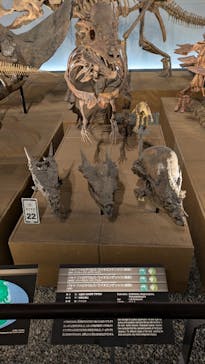 福井県立恐竜博物館に投稿された画像（2024/12/11）