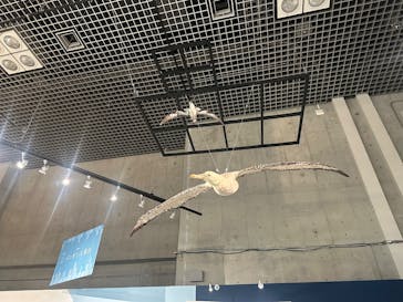 特別展「鳥 ～ゲノム解析が解き明かす新しい鳥類の系統～」国立科学博物館に投稿された画像（2024/12/11）
