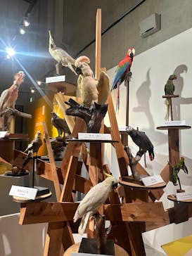 特別展「鳥 ～ゲノム解析が解き明かす新しい鳥類の系統～」国立科学博物館に投稿された画像（2024/12/11）