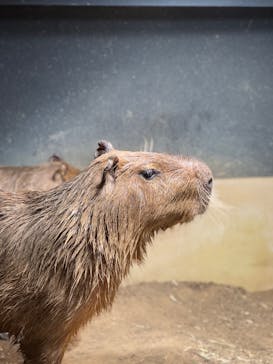 マクセル アクアパーク品川に投稿された画像（2024/12/11）