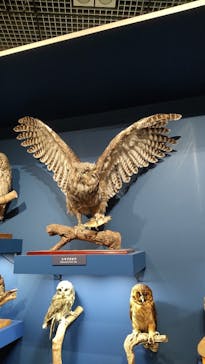 特別展「鳥 ～ゲノム解析が解き明かす新しい鳥類の系統～」国立科学博物館に投稿された画像（2024/12/11）