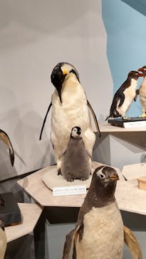 特別展「鳥 ～ゲノム解析が解き明かす新しい鳥類の系統～」国立科学博物館に投稿された画像（2024/12/11）