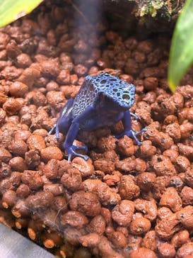 AQUARIUM × ART　atoa×神戸どうぶつ王国に投稿された画像（2024/12/11）